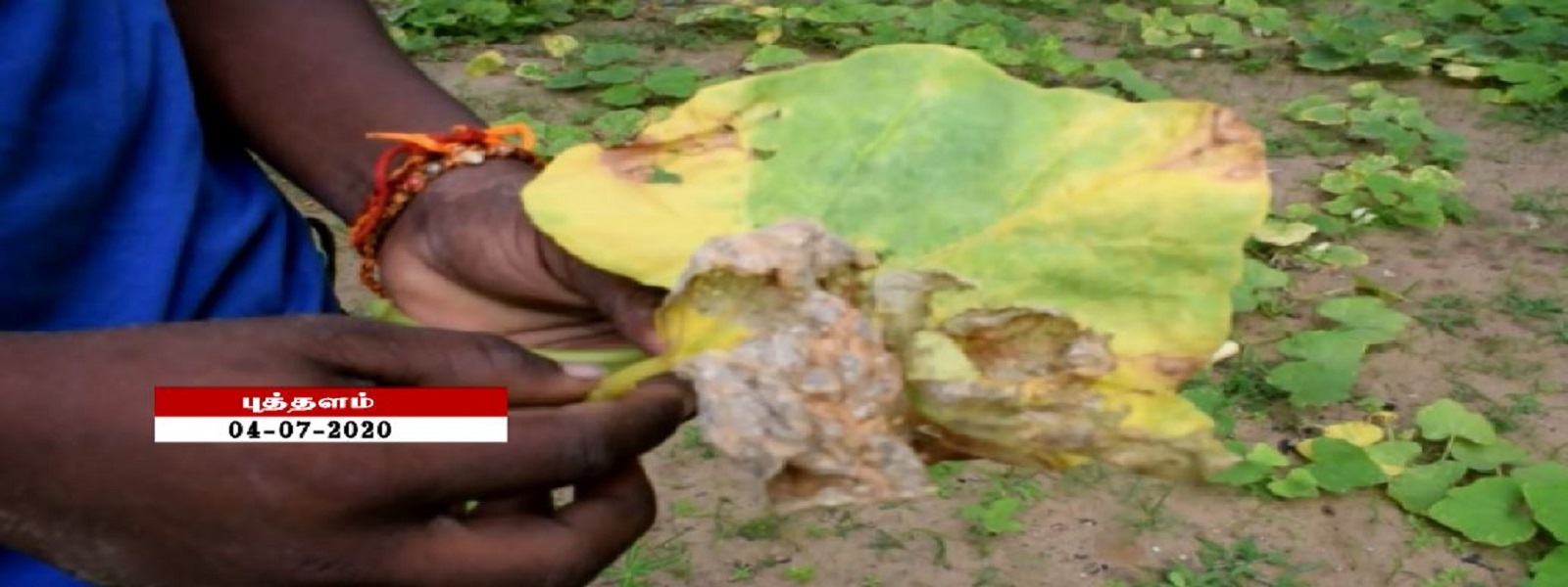  பூசணிச் செய்கையில் வைரஸ் தாக்கம்