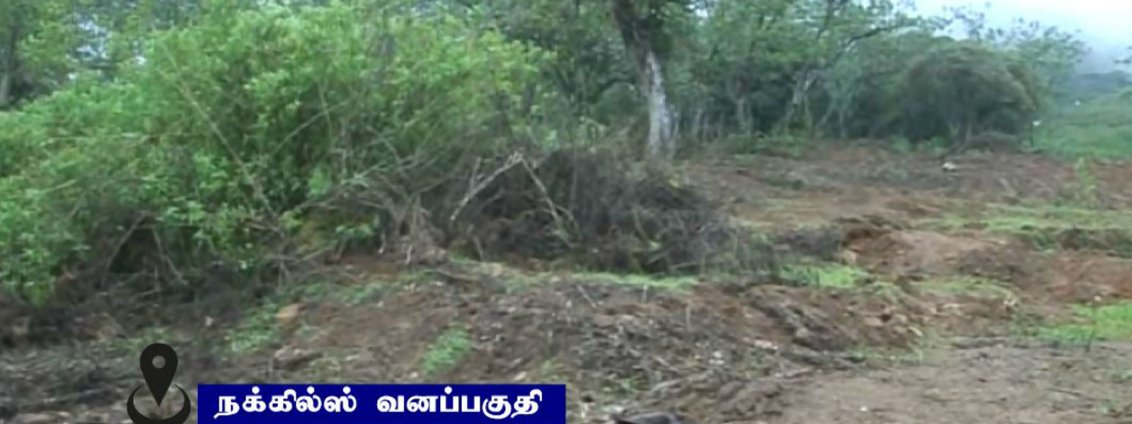 நக்கில்ஸ் மலைத்தொடரில் மீண்டும் காடழிப்பு