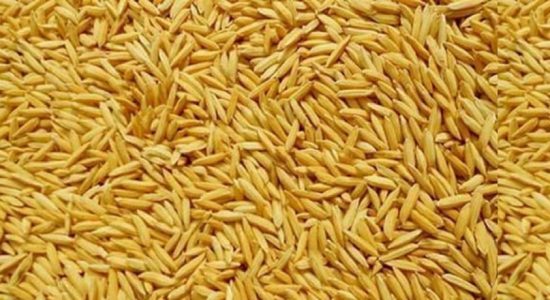 5 இலட்சம் கிலோகிராம் நெல் கைப்பற்றப்பட்டுள்ளது