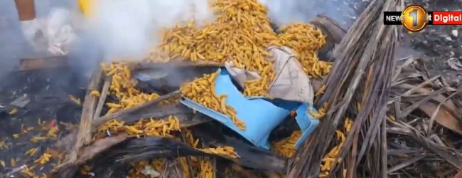 மன்னாரில் ஒரு தொகை மஞ்சள் எரியூட்டப்பட்டது 