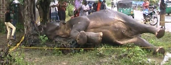 துப்பாக்கி சூட்டுக்கு இலக்காகி காட்டு யானை பலி