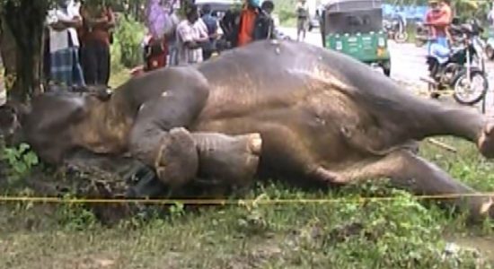 துப்பாக்கி சூட்டுக்கு இலக்காகி காட்டு யானை பலி