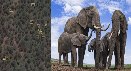 விண்வெளியிலிருந்து காட்டு யானைகளை எண்ணும் திட்டம்