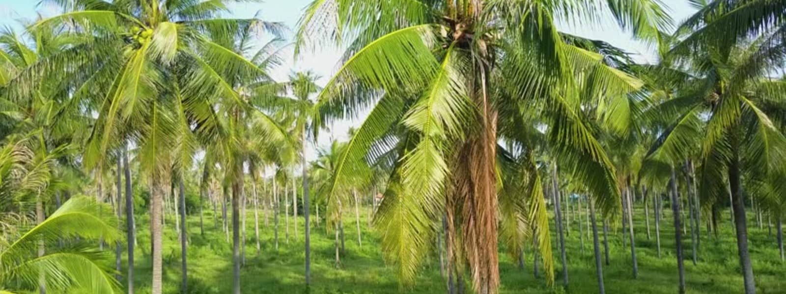 தென்னந்தோட்டங்கள் தொடர்பான சட்டத்தில் திருத்தம் 