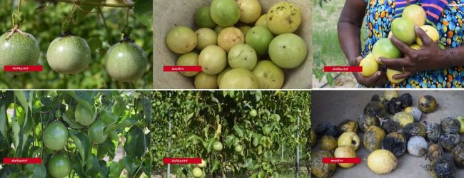 விளைந்து கிடக்கும் கொடித்தோடைகளை விற்க முடியா நிலை