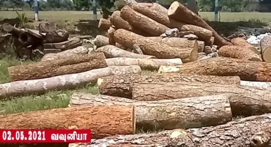 வவுனியாவில் பாரிய மரக் கடத்தல் முயற்சி முறியடிப்பு