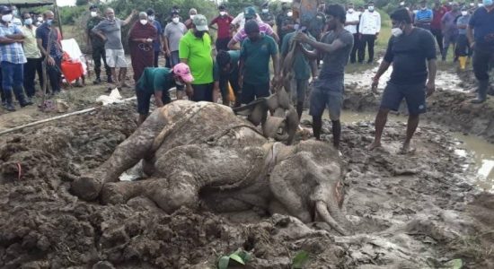 ஒரு மாதமாக சிகிச்சை பெற்று வந்த யானை உயிரிழப்பு
