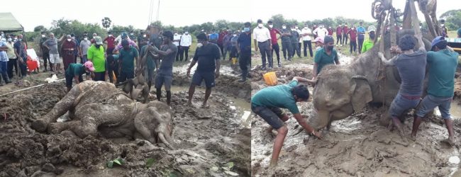 ஒரு மாதமாக சிகிச்சை பெற்று வந்த யானை உயிரிழப்பு