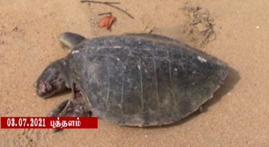 இன்றும் கடல்வாழ் உயிரினங்கள் கரையொதுங்கின