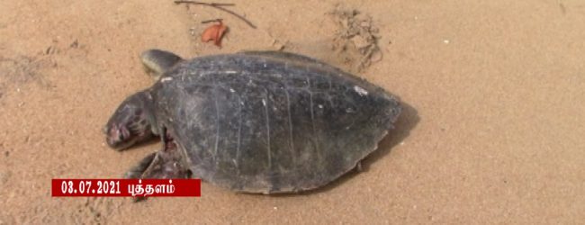 இன்றும் கடல்வாழ் உயிரினங்கள் கரையொதுங்கின