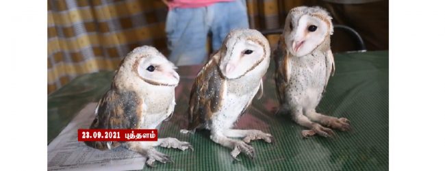 புத்தளத்தில் மூன்று அரிய வகை ஆந்தைகள் மீட்பு