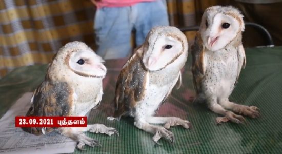 புத்தளத்தில் மூன்று அரிய வகை ஆந்தைகள் மீட்பு