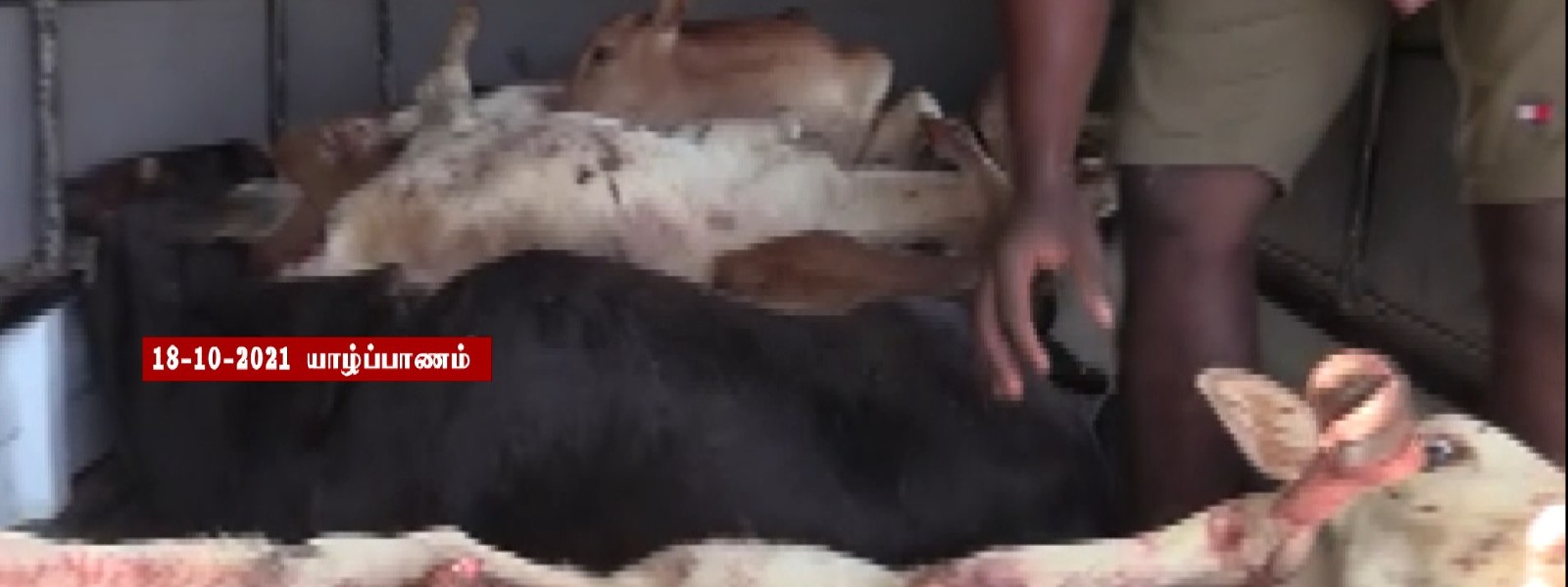 ரயிலுடன் மோதுண்டு 6 கால்நடைகள் உயிரிழப்பு