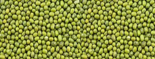 ஒரு கிலோகிராம் பயறு 225 ரூபாவிற்கு சதொசவில் விற்பனை 