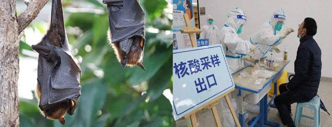 புதிய வகை NeoCov வைரஸ் மனிதர்களுக்கு பரவும் அபாயம்