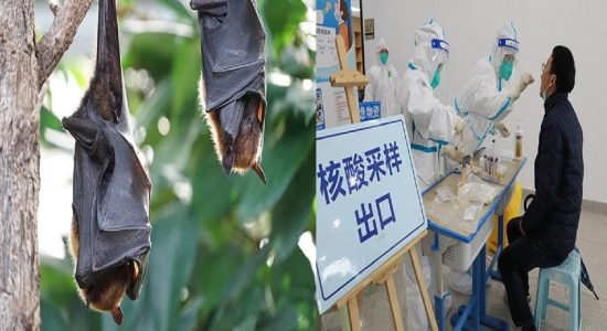 புதிய வகை NeoCov வைரஸ் மனிதர்களுக்கு பரவும் அபாயம்