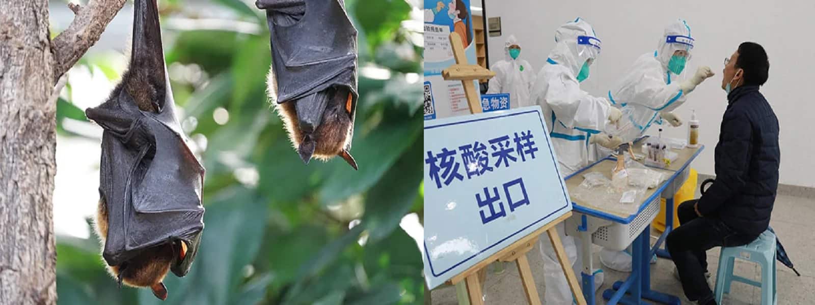 புதிய வகை NeoCov வைரஸ் மனிதர்களுக்கு பரவும் அபாயம்