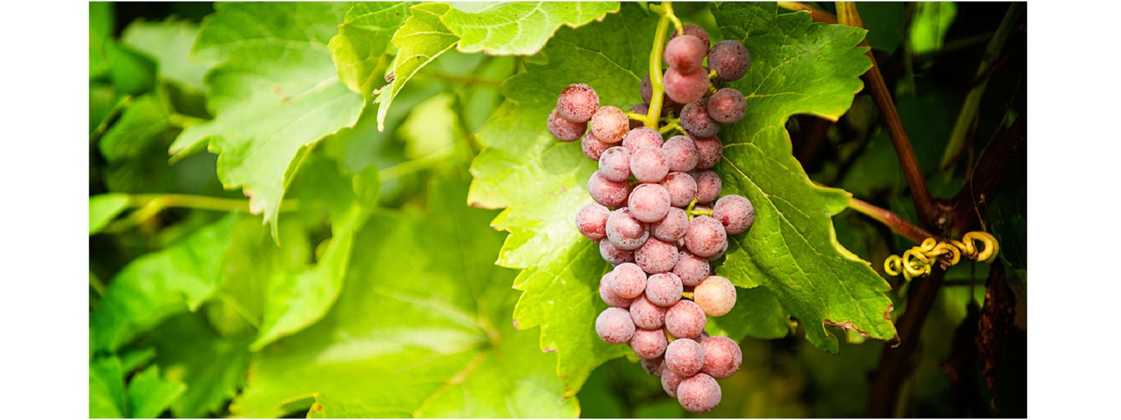 உரமின்மையால் திராட்சை செய்கை பாதிப்பு