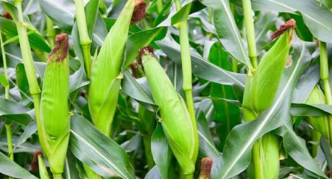 60,000 ஹெக்டேரில் சோளம் பயிரிடப்படவுள்ளது