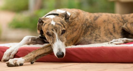 மனிதரிடமிருந்து நாய்க்கு குரங்கு அம்மை பரவல்