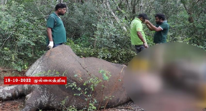 முல்லைத்தீவில் யானையின் உடல் மீட்பு
