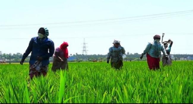 விவசாய குடும்பங்களுக்கு கொடுப்பனவு