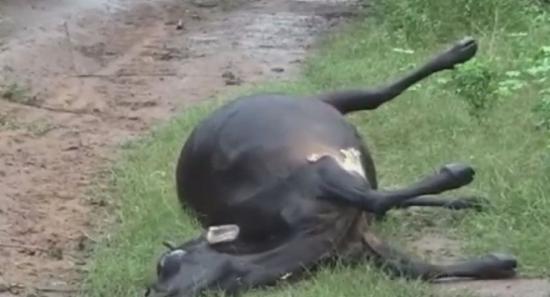 பூம்புகாரில் திடீரென உயிரிழந்த கால்நடைகள்