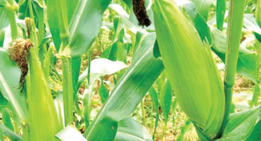 சிறுபோகத்தில் சோளச் செய்கையாளர்களுக்கு நிதி உதவி