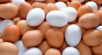 முட்டைகளின் மாதிரிகள் ஆய்வுக்கூடங்களில் பரிசோதனை