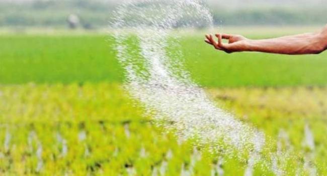 25000 மெட்ரிக் தொன் யூரியா உர இறக்குமதிக்கு அமைச்சரவை அனுமதி