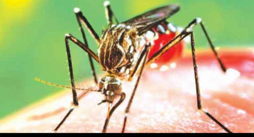 வழிபாட்டுத் தலங்களில் டெங்கு நுளம்பு ஒழிப்பு நடவடிக்கைகளை முன்னெடுக்க தீர்மானம்