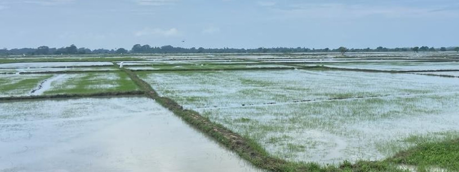 சேதமடைந்த வயல்நிலங்கள்; மதிப்பீட்டிற்கு விசேட குழு