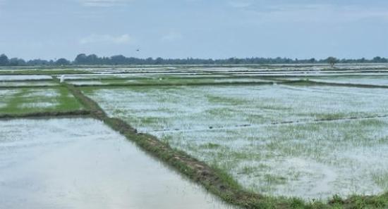 சேதமடைந்த வயல்நிலங்கள்; மதிப்பீட்டிற்கு விசேட குழு