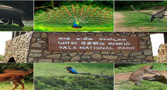 யால தேசிய வனவிலங்கு பூங்கா - புதிய தீர்மானம்