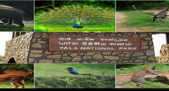 யால சரணாலயத்தில் STF விசேட சோதனை