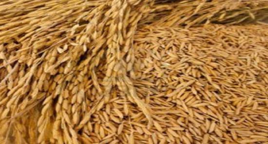 நெல்லுக்கான குறைந்தபட்ச கொள்வனவு விலை உயர்வு