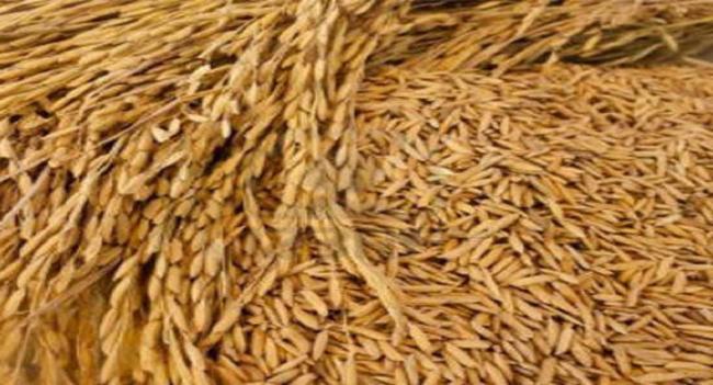 நெல்லுக்கான குறைந்தபட்ச கொள்வனவு விலை உயர்வு