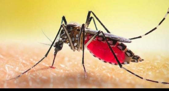 03 நாட்களுக்கு விசேட டெங்கு ஒழிப்பு வேலைத்திட்டம்