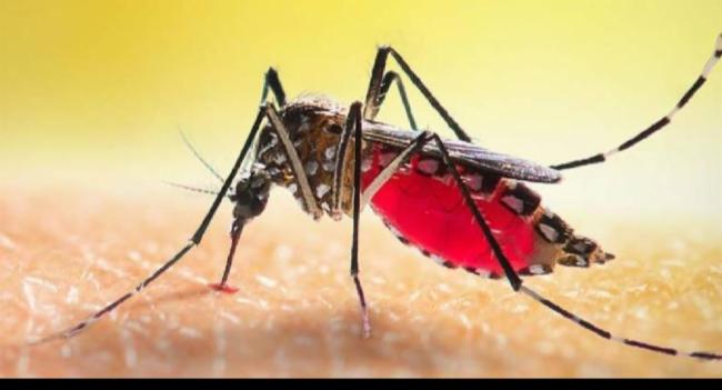 03 நாட்களுக்கு விசேட டெங்கு ஒழிப்பு வேலைத்திட்டம்